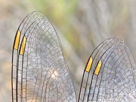 Red Saddlebag (Tramea onusta)