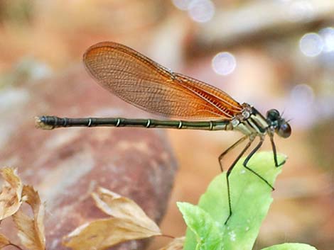 American Rubyspot (Hetaerina americana)