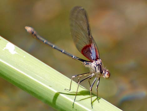 American Rubyspot (Hetaerina americana)