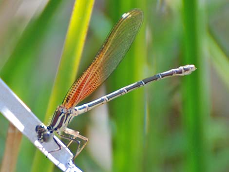 American Rubyspot (Hetaerina americana)