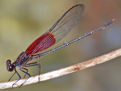 American Rubyspot (Hetaerina americana)