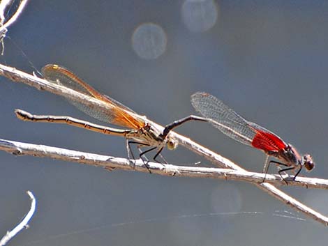 American Rubyspot (Hetaerina americana)