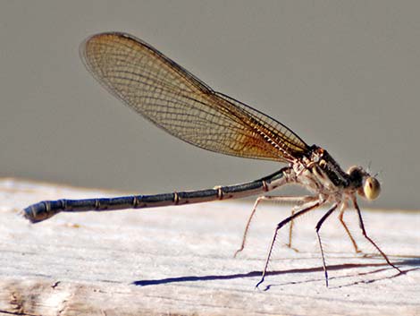 American Rubyspot (Hetaerina americana)