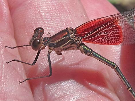 American Rubyspot (Hetaerina americana)