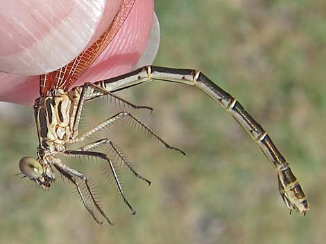 American Rubyspot (Hetaerina americana)