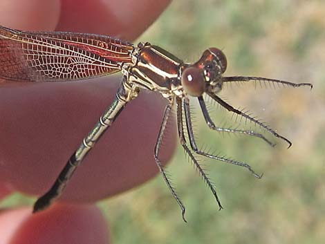 American Rubyspot (Hetaerina americana)