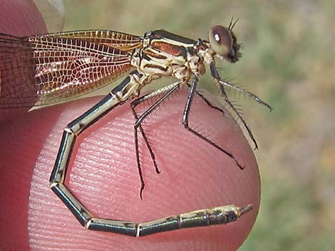 American Rubyspot (Hetaerina americana)