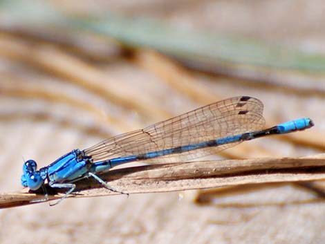 California Dancer (Argia agrioides)