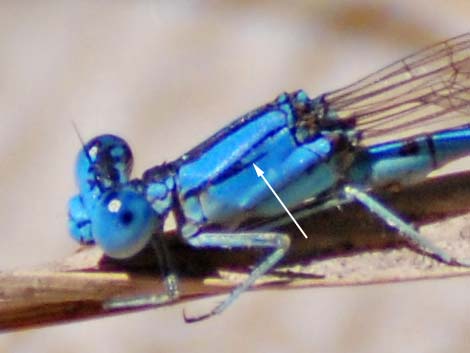 California Dancer (Argia agrioides)