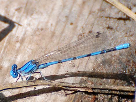 California Dancer (Argia agrioides)