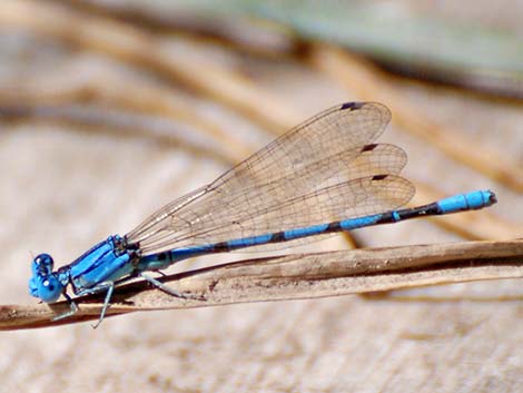 California Dancer (Argia agrioides)