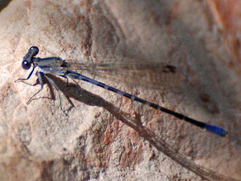 Kiowa Dancer (Argia immunda)