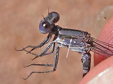 Kiowa Dancer (Argia immunda)