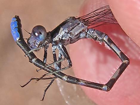 Kiowa Dancer (Argia immunda)