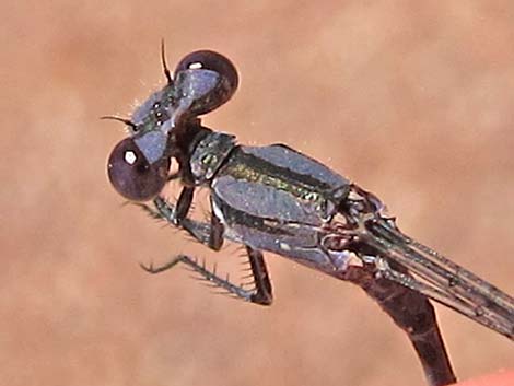 Kiowa Dancer (Argia immunda)