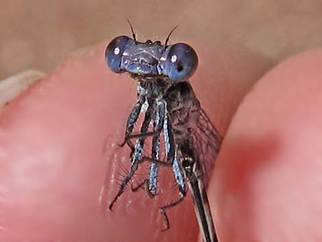 Kiowa Dancer (Argia immunda)