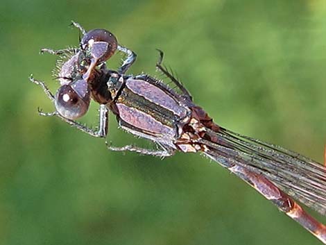 Kiowa Dancer (Argia immunda)