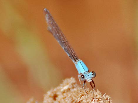 Powdered Dancer (Argia moesta)