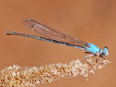 Powdered Dancer (Argia moesta)