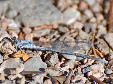 Powdered Dancer (Argia moesta)