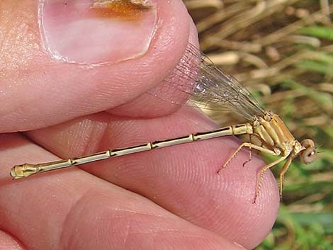 Powdered Dancer (Argia moesta)