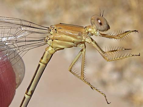 Powdered Dancer (Argia moesta)