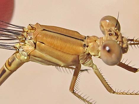 Powdered Dancer (Argia moesta)