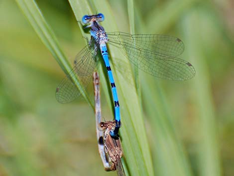 Aztec Dancer (Argia nahuana)