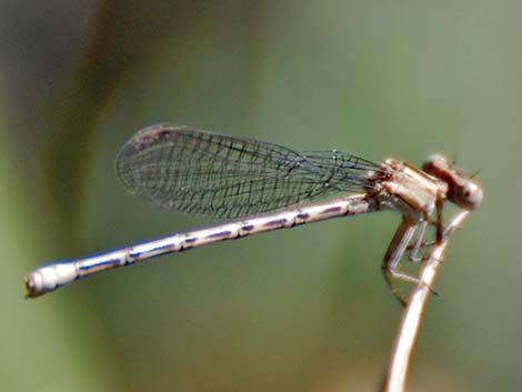 Blue-ringed Dancer (Argia sedula)