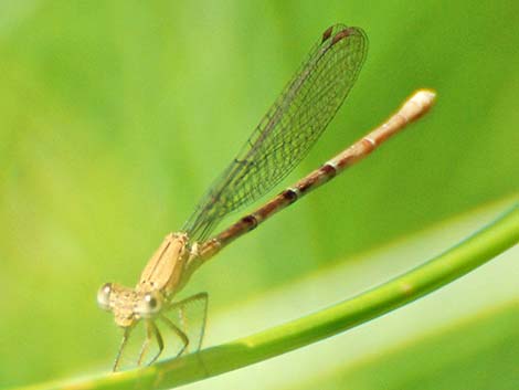 Blue-ringed Dancer (Argia sedula)