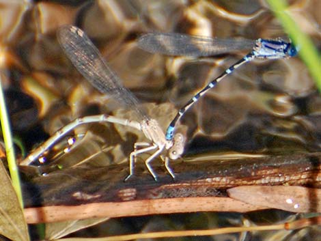 Blue-ringed Dancer (Argia sedula)