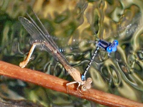 Blue-ringed Dancer (Argia sedula)