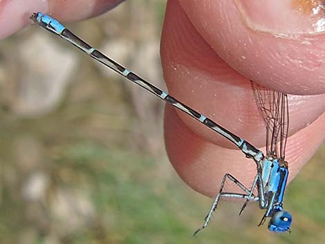 Blue-ringed Dancer (Argia sedula)