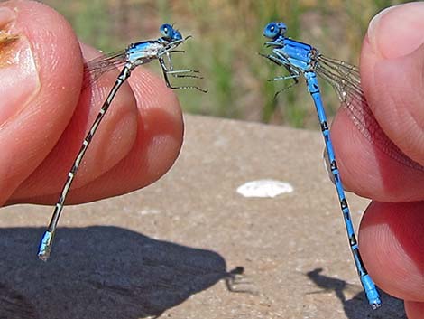 Blue-ringed Dancer (Argia sedula)