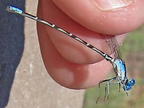 Blue-ringed Dancer (Argia sedula)