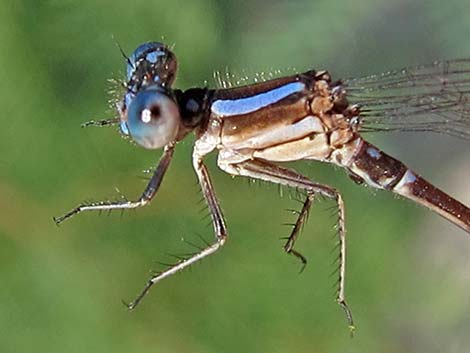 Blue-ringed Dancer (Argia sedula)