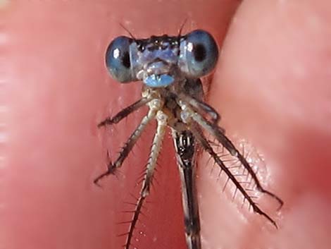 Blue-ringed Dancer (Argia sedula)