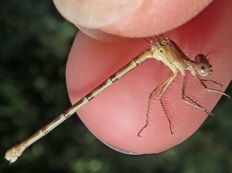 Blue-ringed Dancer (Argia sedula)