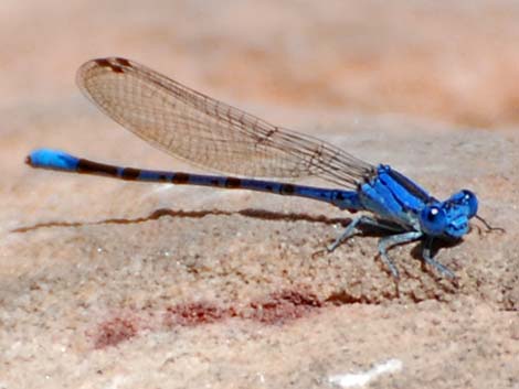 Vivid Dancer (Argia vivida)