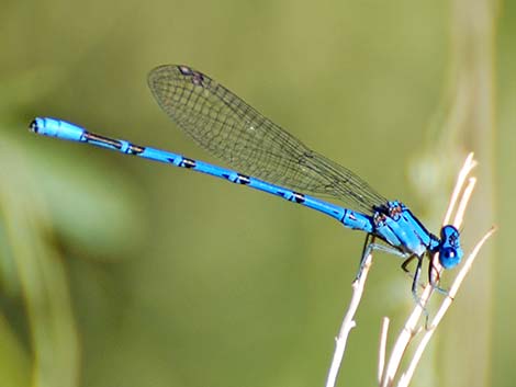 Vivid Dancer (Argia vivida)