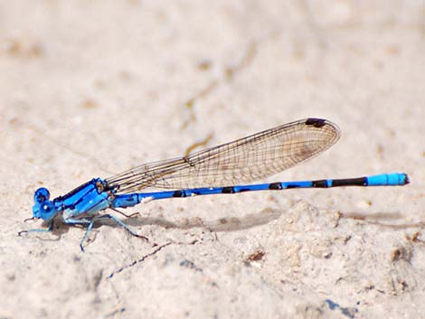 Vivid Dancer (Argia vivida)