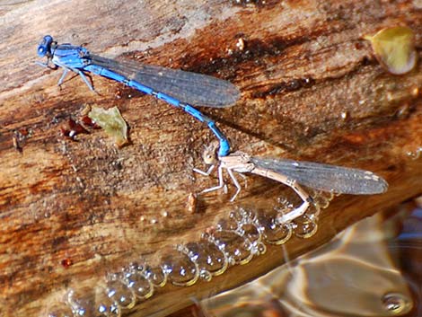 Familiar Bluet (Enallagma civile)