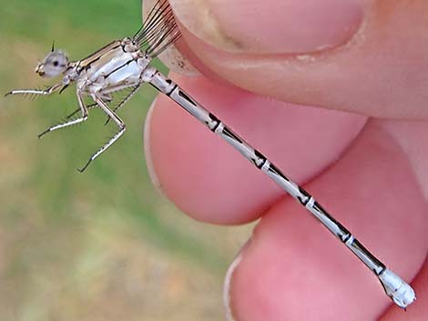 Vivid Dancer (Argia vivida)