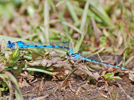 Boreal Bluet (Enallagma boreale)