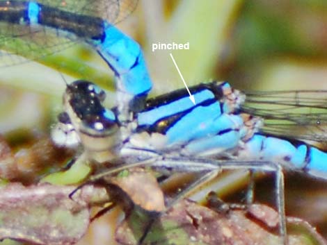 Boreal Bluet (Enallagma boreale)