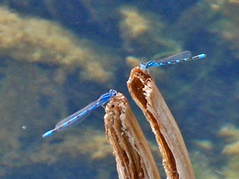 Familiar Bluet (Enallagma civile)