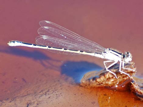 Tule Bluet (Enallagma carunculatum)