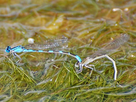 Tule Bluet (Enallagma carunculatum)