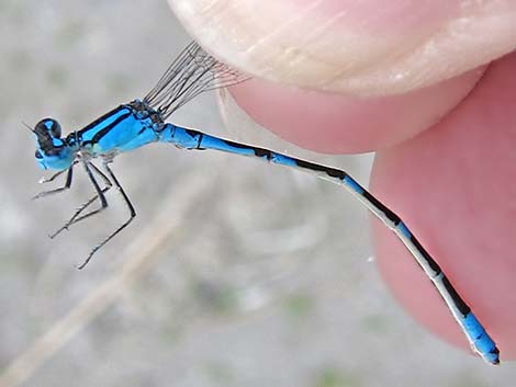 Tule Bluet (Enallagma carunculatum)