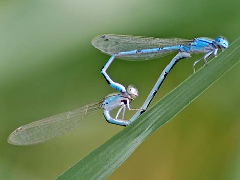 Familiar Bluet (Enallagma civile)